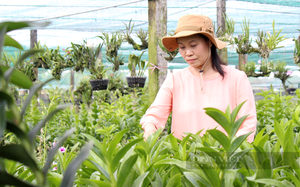 Tại các đô thị của Việt Nam, đất ít vẫn &quot;đẻ&quot; ra tiền tỷ nhờ nuôi cá cảnh, trồng hoa công nghệ cao