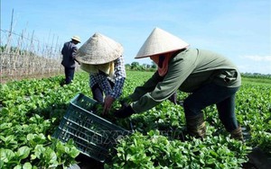 JICA hỗ trợ Việt Nam 3 triệu USD sản xuất nông sản an toàn