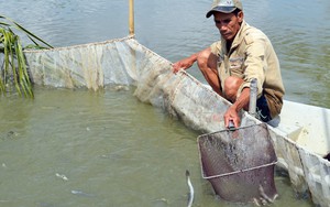 Giá cá kèo ở miền Tây tăng kỷ lục, cao nhất 220.000 đồng/kg mà chỉ cần 80.000 đồng/kg là đã có lời