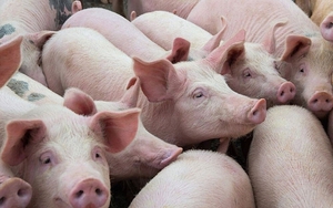 Giá lợn hơi bao giờ vượt mốc 60.000 đồng/kg?