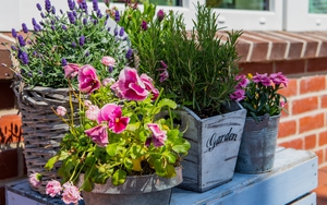 7 loại hoa cho ban công nhà bạn luôn ngập tràn mùi hương