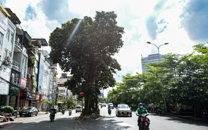 Loạt cây cổ thụ nằm giữa đường ở Hà Nội