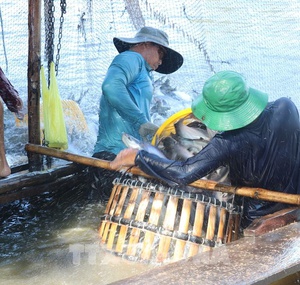 Giá cá tra tăng, người nuôi lãi hơn 5.000 đồng/kg