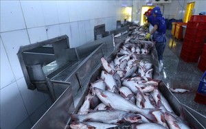 Giá cá tra tăng, người nuôi lãi hơn 5.000 đồng mỗi ký