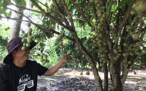 Khánh Hòa: Vườn dâu da ra trái bất ngờ, hơn nửa tạ/cây, ai thấy cũng mê