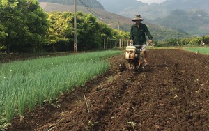 Sơn La: Những nông dân vùng cao vượt khó phát triển kinh tế 