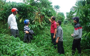 Doanh nghiệp đặt hàng khuyến nông làm vùng cà phê xuất khẩu
