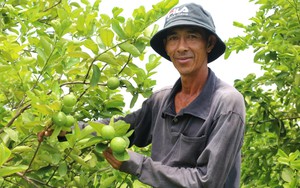 Ninh Thuận: Trái cây ngon, sạch hơn, bán nhanh hơn khi nông dân ứng dụng nông nghiệp công nghệ cao