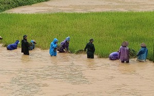 Biên phòng Sơn La giúp dân vùng biên giới gặt lúa trong mưa bão