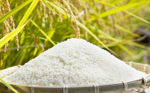 Xuất khẩu gạo của Việt Nam sẽ tăng mạnh nhờ điều này