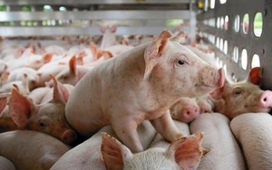 Giá lợn hơi xu hướng thấp đè nặng người chăn nuôi