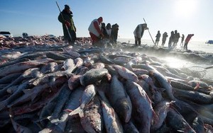 Độc đáo phương pháp câu cá trên băng giữa thời tiết khắc nghiệt