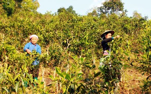 Lào Cai: Trồng thứ cây này, mới 6 tháng đầu năm dân ở huyện này đã thu 28 tỷ đồng