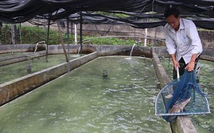 Nuôi thứ cá trông như tàu ngầm dưới Thác Bay mát lạnh, nông dân Vĩnh Phúc giàu lên trông thấy