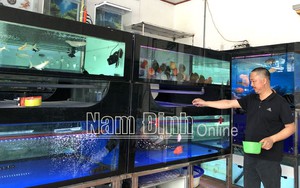 Tình cờ được cho một con cá rồng, anh nông dân Nam Định làm nên &quot;đế chế nuôi cá cảnh&quot; lớn nhất vùng