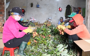 Đắk Lắk: Trồng vải chín sớm, nông dân không sợ ế, thu 500 triệu đồng/ha