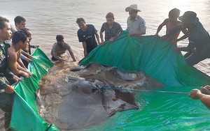 Bắt được "quái vật" cá nước ngọt lớn nhất thế giới trên sông Mê Kông