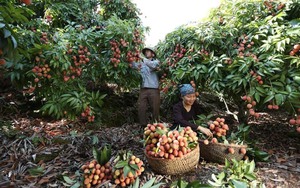 Chỉ trồng loại vải đắt tiền, doanh nghiệp bao tiêu toàn bộ xuất đi Mỹ, Nhật, người quen muốn mua cũng khó