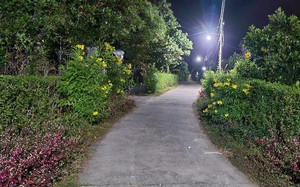 Trồng cây cảnh làm hàng rào đường nông thôn mới đẹp "phát hờn" ở Đồng Nai