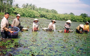 Vĩnh Long: Trồng ấu Đài Loan thu hoạch quanh năm, ra ruộng mò củ là có tiền