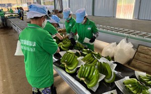 Trung Quốc đột ngột có nhu cầu cao với một loại quả, lại giảm mua của Philippines, tăng mua của Việt Nam