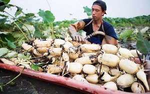 Video: Quy trình trồng, thu hoạch và chế biến củ sen trong nhà máy