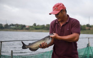 Nghề nuôi cá lồng ở nơi có nhiều hồ chứa nhất Việt Nam