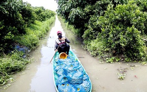 Trồng cây hạnh chỉ để bán trái, một nông dân tỉnh Kiên Giang lãi 1 tỷ/năm ngon ơ