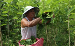 Đang cấy lúa, nông dân nơi này của Lâm Đồng chuyển sang trồng cây gì mà thu nhập tăng gấp gần 6 lần?