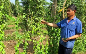 Trồng sâm Nam trong vườn tiêu, nông dân này ở Phú Yên chỉ việc hái lá cũng bán được 60.000 đồng/kg