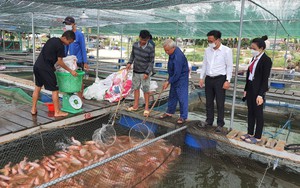 Quảng Nam: Agribank chắp cánh cho nông dân làm giàu