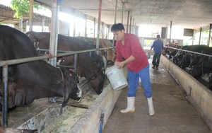 Nhặt rác, phụ phẩm làm thức ăn nuôi bò "siêu to khổng lồ", nông dân Hà Nội thu trên 1 tỷ đồng/năm