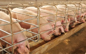 Giá heo hơi vẫn tiếp tục tăng, cao nhất 61.000 đồng/kg, thịt lợn bán lẻ ở chợ thế nào?