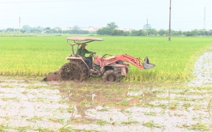  Thường Tín đẩy nhanh tiến độ gieo cấy lúa mùa 2022