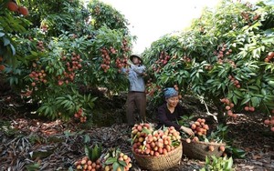 Thu 450 tỷ đồng nhờ trồng vải chín sớm, xuất khẩu sang Mỹ, Nhật