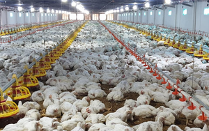 Giá gia cầm hôm nay 3/6: Vì sao giá gà thịt, trứng tăng nhưng người chăn nuôi vẫn không có lãi?
