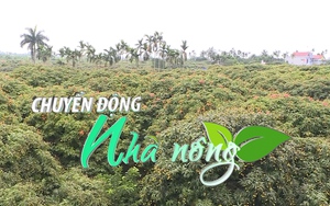 Chuyển động Nhà nông 3/6: Đã cấp 357 mã số vùng trồng trên cây vải