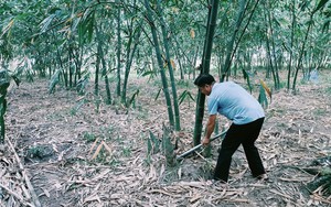 Trồng thứ &quot;rau&quot; gì ở đất Bình Dương, cây mẹ gầy gầy mà đẻ con mập mập, cắt đến đâu thương lái bê đi hết