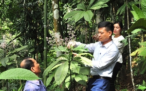 Khôi tía là cây gì mà anh trai làng ở Hà Giang đem vô rừng trồng, chỉ hái lá bán mà ngày càng được giá?