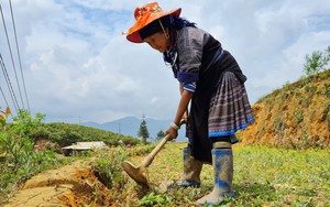 Chuyện chưa kể về người tạo ra đồi mâm xôi Mù Cang Chải