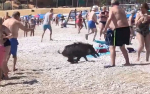 Tây Ban Nha: Lợn rừng “đại náo” bãi biển và chọc tức du khách khỏa thân 