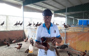 Nuôi loài chim có trong Sách đỏ Việt Nam, một ông giám đốc Đồng Nai bán hàng ngàn con đi khắp nơi