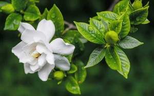 Công thức độc quyền pha chế "thần dược" tưới cho cây cảnh dành dành xanh mướt, nở hoa trắng xóa