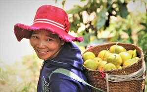 Vùng đất mọc những cây cam Tây Giang cổ thụ như cây rừng ở Quảng Nam, cây tự ra trái, dân chỉ việc hái