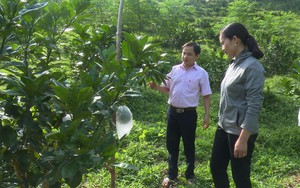 Hộ nghèo Tuyên Quang vay vốn tín dụng chính sách đầu tư nuôi trâu, trồng cây ăn quả