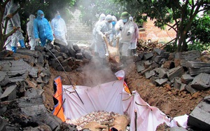 Sơn La: Tiêu huỷ hơn 8 tấn lợn hơi bị dịch tả lợn châu Phi ở huyện Yên Châu