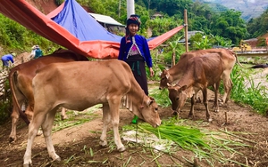 Xã vùng cao Sơn La: Trồng cỏ, nuôi bò để làm giàu