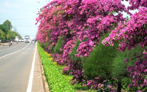 Con đường trồng hoa giấy tuôn bông như suối ở Bình Phước đẹp như phim, hút hồn người xa kẻ gần