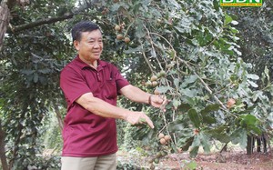 "Liều" trồng thứ cây ra loại hạt "nữ hoàng quả khô", năm nào ông nông dân Đắk Nông cũng "đút túi" hơn trăm triệu