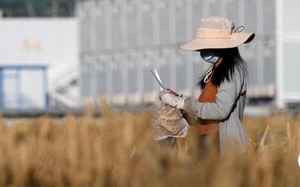 Rò rỉ hình ảnh vụ thu hoạch của 'cánh đồng lúa mì đắt giá nhất thế giới'